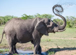 Read more about the article Защо слоновете не могат да скачат? (И не е само заради килограмите)