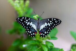 Read more about the article Факти за живота на пеперудите