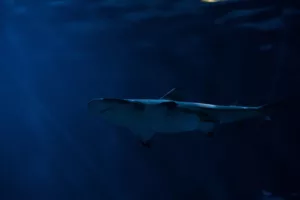 Read more about the article Заснети кадри на „полуизядена зомби акула“! (Видео)