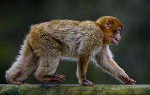 Read more about the article Чудото на генетиката: Маймуна придоби способности на човек след вкарването на човешки мозъчен ген!