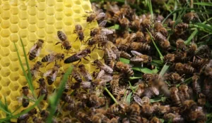 Read more about the article Медоносните пчели се учат една от друга, за да усъвършенстват уменията си!