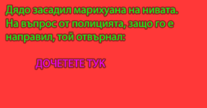 Read more about the article Дядо засадил марихуана на нивата. На въпрос