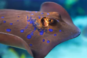Read more about the article Сензационно откритие: Рибите може да имат ключа към тайната на вашия зрителен фокус!