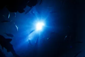 Read more about the article Невероятно! Вижте най-дълбоко заснетата с камера риба! (Видео)