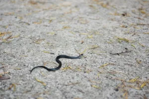 Read more about the article Невероятно! Открита е змия, която може да прави въртеливи движения! Вижте я в действие!