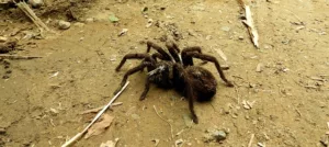 Read more about the article Най-смъртоносният паяк в света може да променя отровата си в зависимост от настроението си!