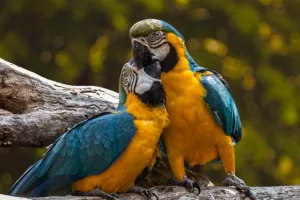 Read more about the article Експеримент показва, че папагалите обичат да водят видеочат с приятелите си!