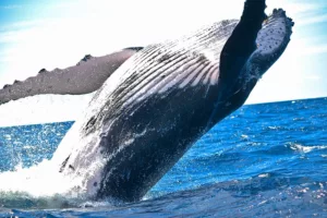 Read more about the article Мистериозният парадокс за това как китовете избягват рака има ново решение!