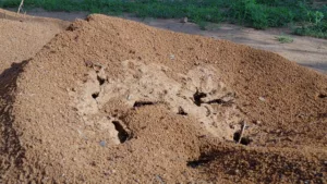 Read more about the article Учени откриват таен “мегаполис” под земята, докато изучават мравки!