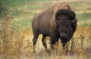 Read more about the article Жена си прави селфи в опасна близост до бизон в националния парк Йелоустоун!