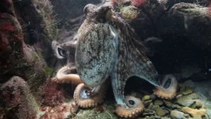 Read more about the article Интелигенти октоподи се приспособяват към студа, като  променят своята РНК!