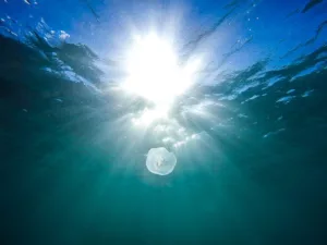 Read more about the article “Извънземно” внезапно се превръща в напълно различно същество в спиращите дъха подводни кадри!