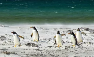 Read more about the article Популацията на пингвините е застрашена от топенето на морския лед в Антарктида!