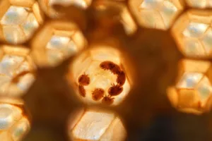 Read more about the article Учените разрязват яйца на паразити отпреди 200 милиона години!